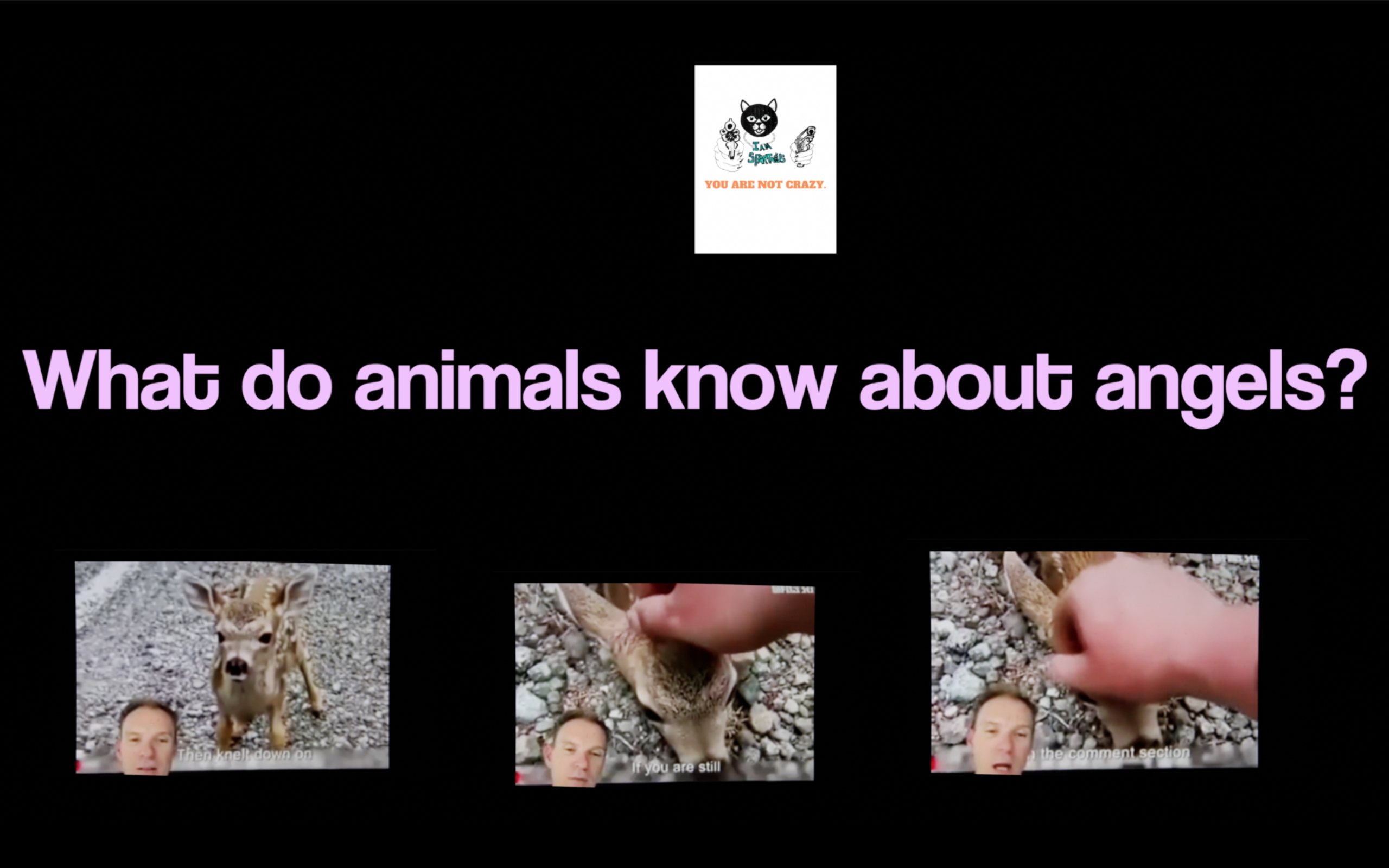 What do animals know about angels?